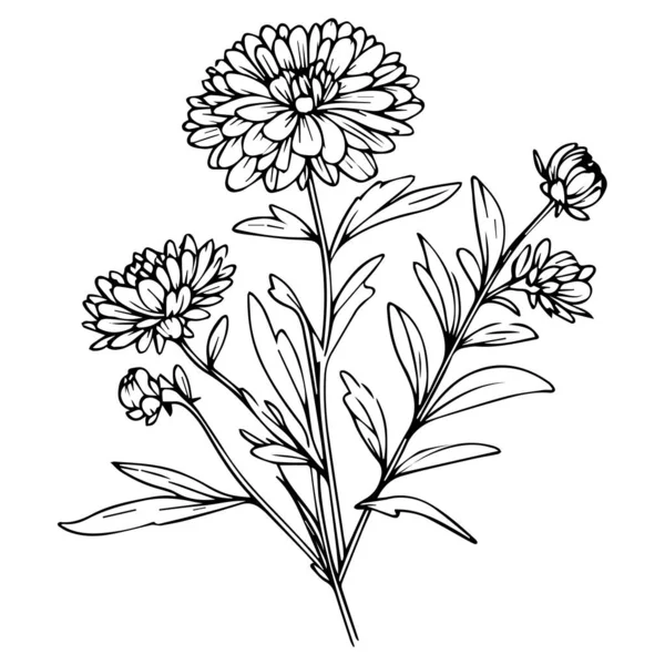 Flores Hechas Mano Ilustración Boceto Vectorial Pequeño Tatuaje Aster Negro — Vector de stock