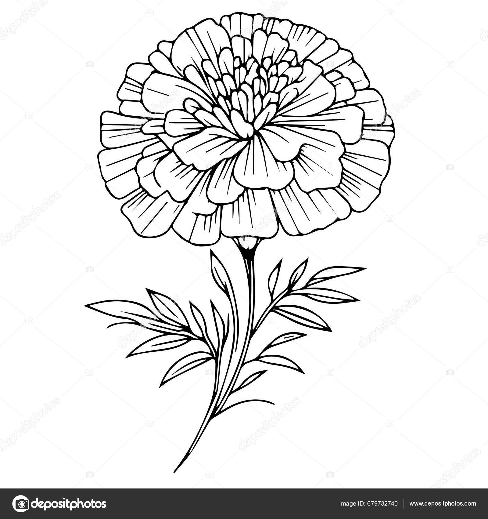 Beautiful Flower Decorative Icon Marigold Flower Tattoo Drawing Traditional  Marigold Stock Vector by ©saminaakter 679732740, image size:1600x1700