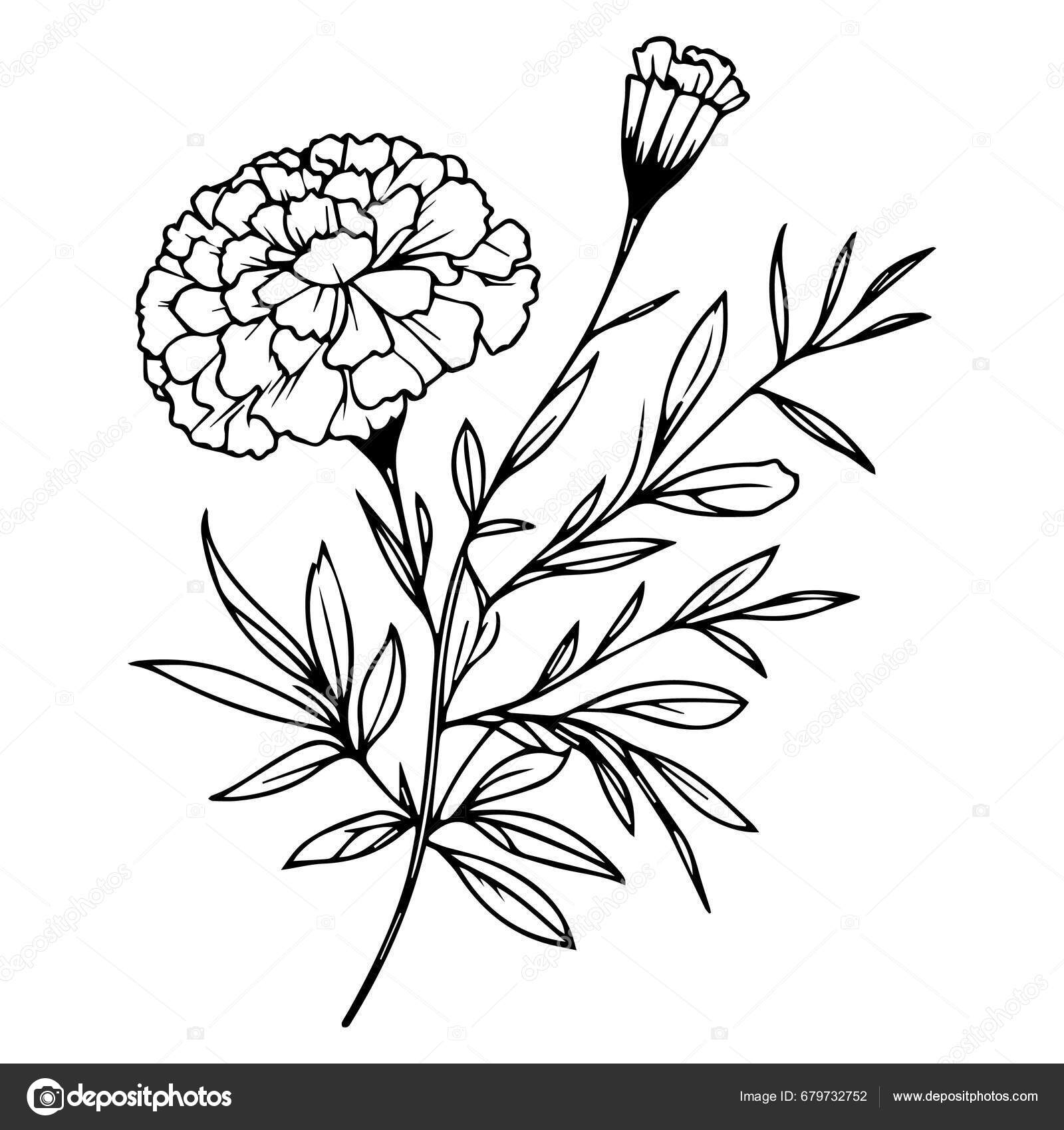 Hand Drawn Flower Vector Illustratio Pencil Marigold Flower Drawing Sketch  Stock Vector by ©saminaakter 679732752, image size:1600x1700