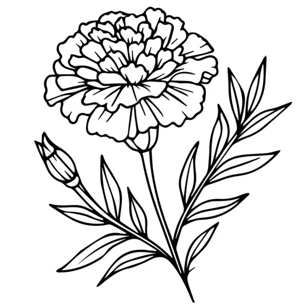 stock vector small October birth flower tattoo, October flower tattoo black and white, realistic marigold flower drawing, pencil marigold flower drawing, sketch marigold flower drawing flower of a plant with leaves, line art vector design