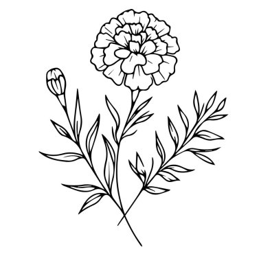 flower and leaf design, minimalist marigold tattoo in black and white, Mexican marigold tattoo, marigold flower drawing, marigold flower drawing for kids, flower coloring pages marigold drawing for kids, botanical marigold line drawings clipart