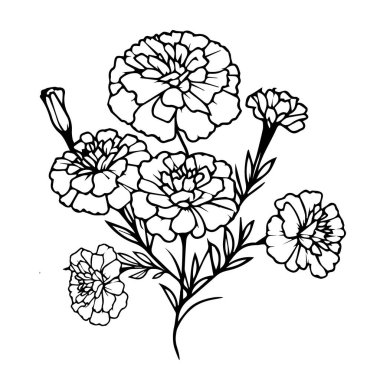 Güzel çiçekler dekoratif, vektör illüstrasyon tasarımı, kalem kadife çiçeği çizimi, kadife çiçeği çizimi, klasik kadife çiçeği çizimi, ana hatlı çizim, basit kadife çizimi, kadife çiçeği çiçeği dövmesi.