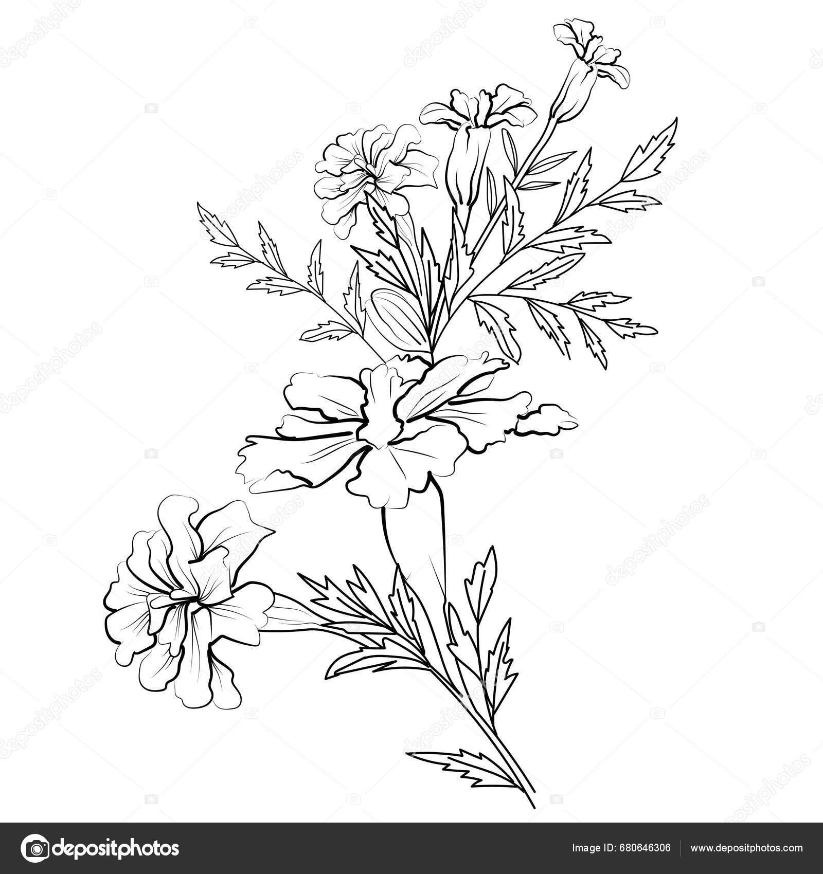 Vector Illustration Beautiful Flowers October Flower Tattoo Black White  Realistic Stock Vector by ©saminaakter 680646306, image size:1600x1700
