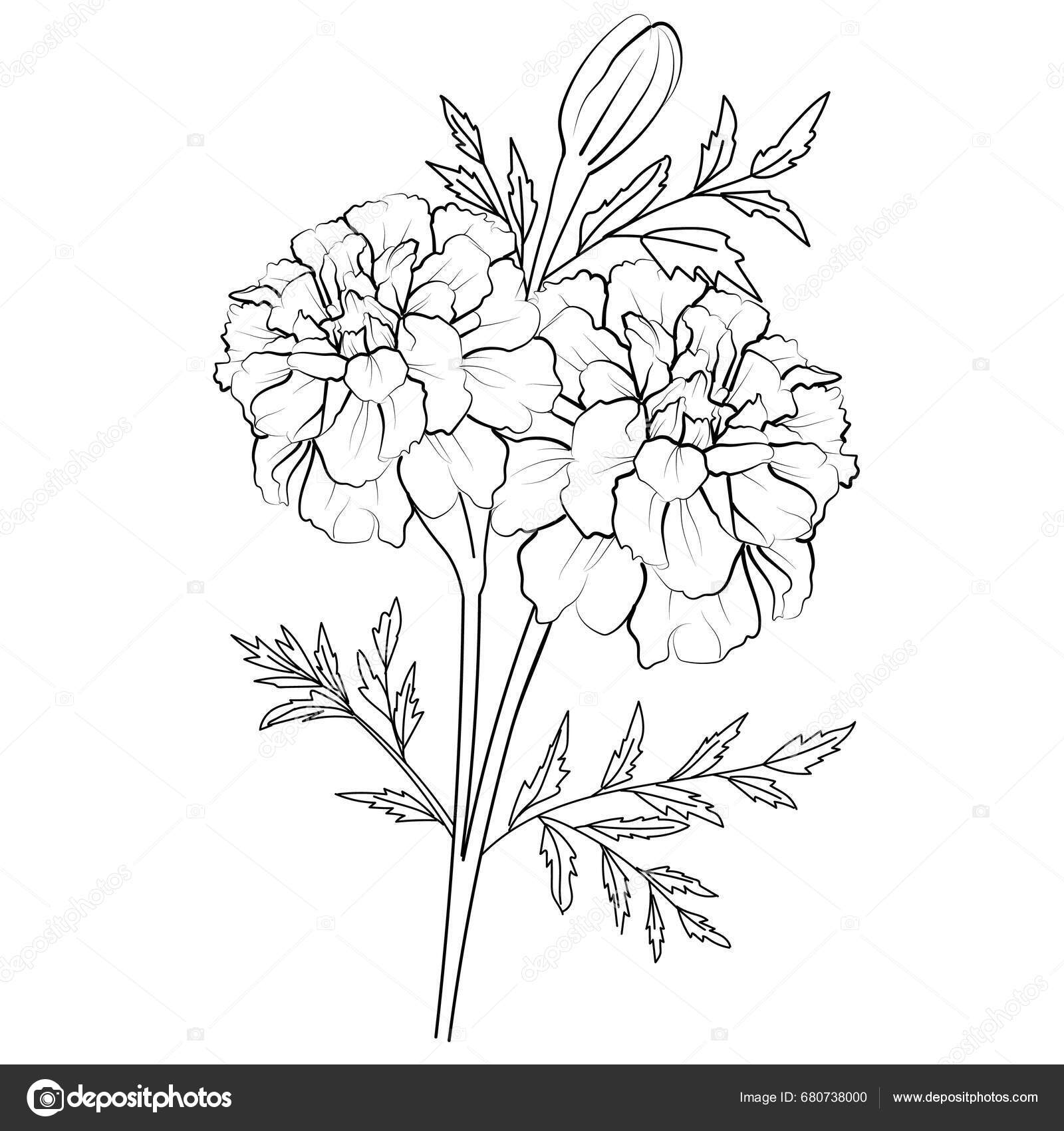 Hand Drawn Sketch Flower October Birth Flower Tattoo Designs Small ...