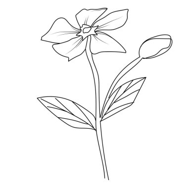 Kalem taslağı Sada bahar çiçek çizimi, ana hatlı menekşe çiçeği çizimi, menekşe menekşe rengi çiçek dış hatları, çocukların el çizimi noyontara boyama sayfaları. vektör illüstrasyonu