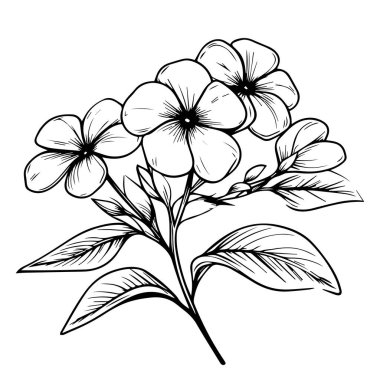 Periwinkle çiçek vektörü, elementlerin kış koleksiyonu, el boyanmış kadife çiçeği sayfaları, vektör çizimi, kalem sanatı Periwinkle çiçeği, yetişkinler için boyama kitabı olan klasik çiçek desenli kır çiçekleri, çiçek demeti çizimi