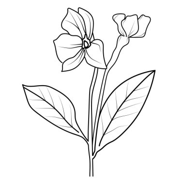 Klipsli sanat menekşesi çiçek taslağı, çocuklar için noyontara boyama sayfaları, adım adım menekşe çiçekleri çizimi, Madagaskar menekşe çizimi, yapraklı çiçek çizimi, taslak tarzı