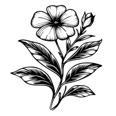 Çiçek ve yaprakların vektör çizimi, Periwinkle vektör sanatı ve tek renkli çiçek çizimi. mürekkep vektörü çizimi el çizimi, botanik koleksiyonu basitliği, sanatsal, çocuklar için boyama kitabı