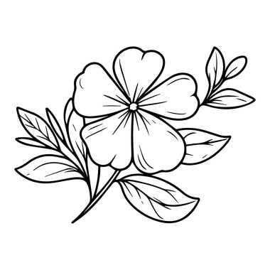 Elle çizilmiş siyah beyaz renkli vektör çiçeği, Periwinkle, Catharanthus, noyon tara, Periwinkle flower, Madagaskar menekşe, vinca, Catharanthus roseus 