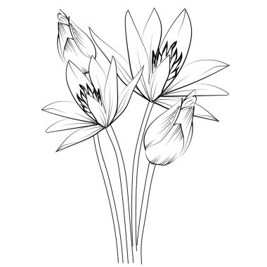 Ana hatlarıyla su zambağı çizimi, dövme ana hatlarıyla su zambağı çizimi, Japon su zambağı dövmesi Temmuz çiçekli zambak dövmesi, nilüfer çiçeği dövmesi, nilüfer çiçeği doğum Temmuz çiçeği dövmesi