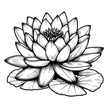 Nilüfer çiçeği çizimi, nilüfer çiçeği çizimi, nilüfer çiçeği çizimi, nilüfer çiçeğinin el çizimi, nilüfer çiçeği çizimi, nilüferlerin el çizimi, nilüfer çiçeği çizimi.