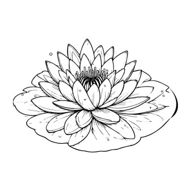 Basit nilüfer yaprağı çizimi, basit kolay nilüfer çiçeği çizimi, su zambağı üst görünümü, su zambağı vektör sanatı, nilüfer çiçeğinin ana hatlı su zambağı çizimi ve lotus işareti. Lotus ve nilüfer vektörü kümesi