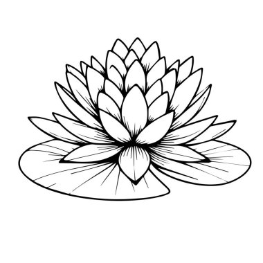 Çiçek sanatı, yazı tipi görüntüsünün vektör çizimi su çiçeği, el yapımı botanik bahar unsurları renk sayfası için doğal koleksiyon çizgisi sanatı, gerçekçi çiçek boyama sayfaları.