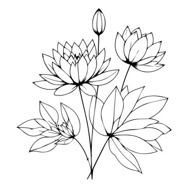 dövme hatları nilüfer çiçeği çizimi, Japon su zambağı dövme tasarımı, Temmuz çiçekli su zambağı dövmesi, su zambağı doğum çiçeği dövmesi, nilüfer çiçeği doğum Temmuz çiçeği dövmesi çizimi, çiçek çizimi ve vektör çizimi