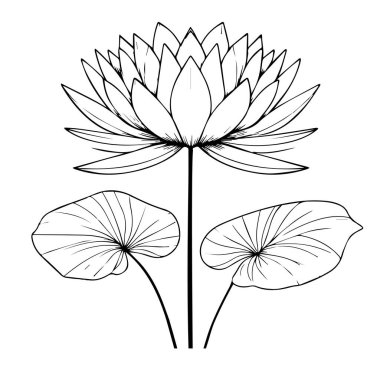 El çizimi bir çiçek illüstrasyonu kitabı, çiçek çiçekleri narsisleri beyaz arka planda izole edilmiş nilüfer çiçeği ikonu, dış hat tarzı, sulu duvar sanatı, çocuklar için minimalist sulu nilüfer boyama sayfaları, sulu botanik vektör sayfaları,