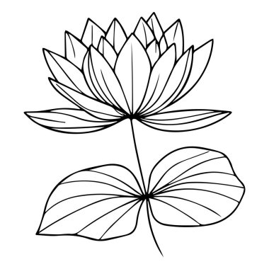 Nilüfer çiçeğinin çizimi el çizimi botanik yaprak tomurcukları beyaz, bahar çiçeği ve mürekkep sanatı tarzında izole edilmiş, botanik bahçesi elementi lotus çiçeği ikonu resim çizimi tasarımı basit sulu çizim, ev yapımı duvar sanatı