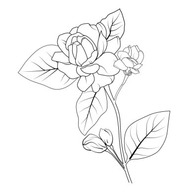 Yaprakları ve tomurcukları olan bir gül çiçeği.