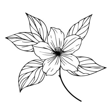 Eşsiz çiçek boyama sayfaları, çeşitli yasemin ve çizim resimlerinin el çizimi vektör çizimi, Cottage Garden Çiçekleri Duvar Dekorasyonu, yasemin çiçeği sanat baskısı, beyaz yasemin sanatı