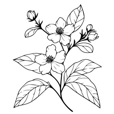 Yasemin izole edilmiş, elle çizilmiş çiçek elementi. Yasemin buketi vektör çizimi, eskiz sanatı güzel beyaz yasemin çiçeği dövmesi yetişkinler için boyama sayfası klasik yasemin çizimi, beyaz gardenya çizimi.