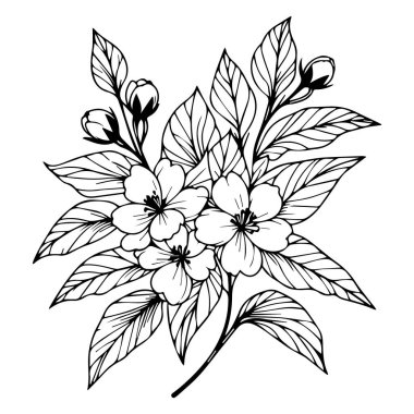 Yasemin çiçeği illüstrasyonu, güzel çiçek buketi, el çizimi sayfalar ve sanat kitabı, çiçek çiçekleri yasemin, işlemeli mürekkep sanatı, yasemin çiçeği dövmesi tasarım yasemin çizimi