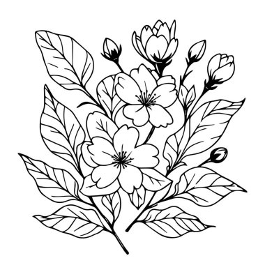 Sevimli çiçek boyama sayfaları, yasemin çizimi, beyaz yasemin çizgisi sanat boyama sayfası, yasemin çiçeği çizimi. Yasemin çiçeği sanatı, özet yasemin çiçeği çizimi, bilimsel yasemin botanik çizimi