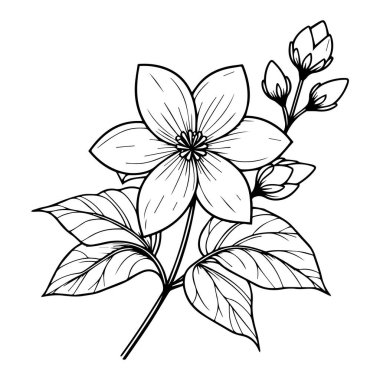 Yasemin çiçeği boyama kitabı el çizimi botanik bahar unsurları buketi yasemin çiçek hattı sanat, boyama sayfası, vektör çizimi, sanatsal basitlik karalama sanatı, kolay beyaz yasemin çiçeği çizimi