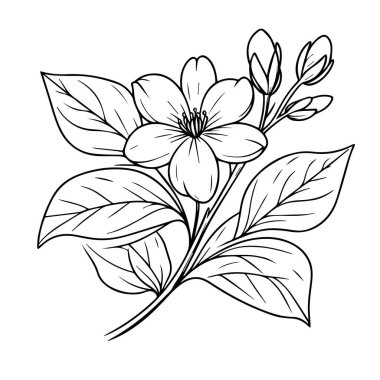 Çizgi sanatı basit yasemin çiçeği çizimi, gerçekçi yasemin çiçeği çizimi, Arap yasemin yasemin çiçeği dövmesi, minimalist yasemin dövmesi, yasemin çiçeği dövmesi, siyah ve beyaz yasemin çiçeği, beyaz arkaplan ile bir çiçek çizimi