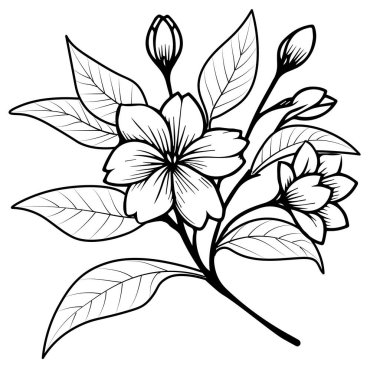 sanat yasemin çiçeği çizimi, çizgi sanatı yasemin çiçeği çizimi, gerçekçi yasemin çiçeği çizimi, Arap yasemin yasemin çiçeği dövmesi, minimalist yasemin çizgili çiçek dövmesi siyah beyaz arkaplan çizimi