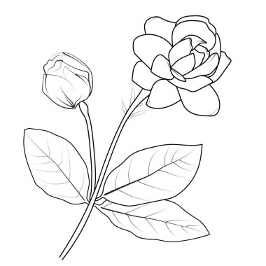 Basit yasemin çiçeği dövmesi, minimalist yasemin çiçeği dövmesi, beyaz yasemin çiçeği çizimi, gerçekçi yasemin çiçeği çizimi, sanat yasemin çiçeği çizimi, çizgili basit yasemin çiçeği yapraklı bir gül çiçeği ve bir kök