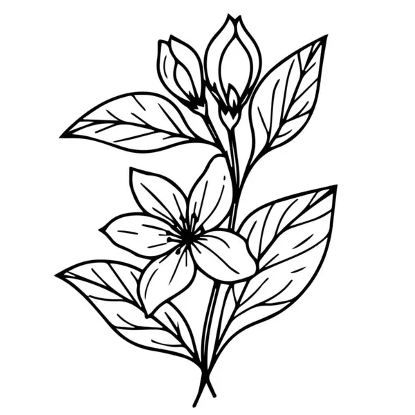 botanik yasemin çiçeği, bilimsel yasemin botanik çizimi, yıldız yasemin botanik çizimi, yasemin çiçeği çizimi, yasemin çiçeği çizimi, yasemin çiçeği çizimi