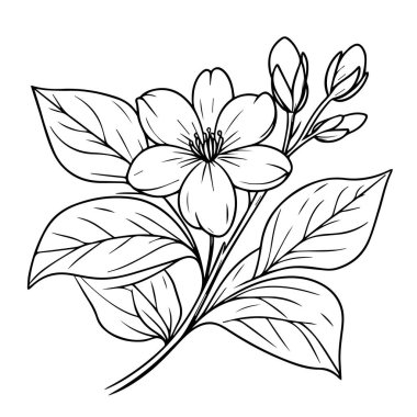 Yasemin çiçeği dövmesi, siyah-beyaz yasemin çiçeği çizimi, botanik yasemin çiçeği, bilimsel yasemin botanik illüstrasyonu, yıldız yasemin botanik illüstrasyon vektörü siyah-beyaz mürekkep çizimi - yasemin çiçeğinin çiçeği