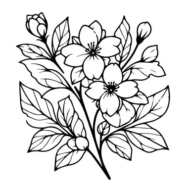Bilimsel yasemin botanik çizimi, yıldız yasemin botanik çizimi, yasemin çiçeği çizimi, yasemin çiçeği çizimi, çiçek deseni çizimi, el yapımı çiçekler ve yapraklar.