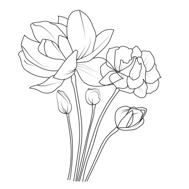 Botanik yasemin çiçeği, bilimsel yasemin botanik illüstrasyonu, yıldız yasemin botanik çizimi, yasemin çiçeği çizimi, yapraklı yasemin çiçeği çizim kalemi, siyah beyaz çizgi vektör çizimi