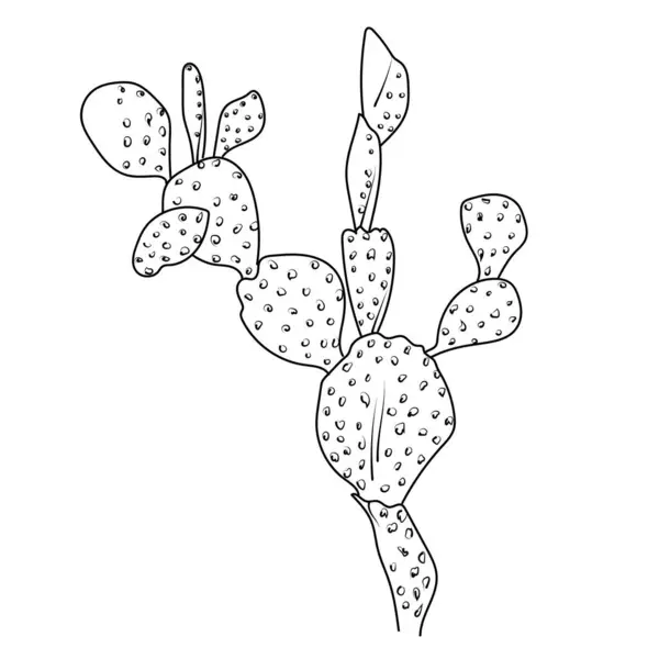 Handgezeichnete Kaktuspflanze Vektor Bleistiftzeichnung Kaktuszeichnung Kaktuszeichnung Schwarz Und Weiß Einfache lizenzfreie Stockvektoren