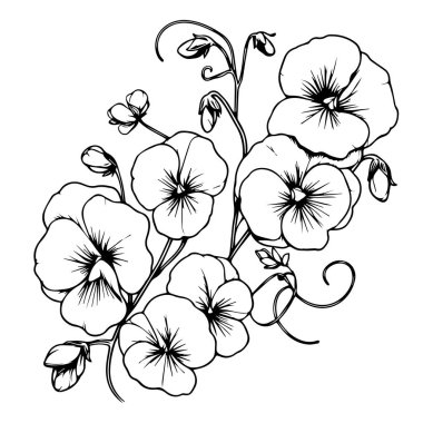 Çocuklar için boyama sayfaları, Kolay Bezelye Çiçeği Sanat Elleri çizim çizimi, sanatsal Tatlı Bezelye çiçeği demeti el çizimi kalem çizimi, soyutlanmış gerçekçi çiçek boyama sayfaları. Basit çuha çiçeği çizimi