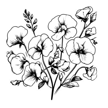 Çocuklar için boyama sayfaları, Kolay Bezelye Çiçeği Sanat Elleri çizim çizimi, sanatsal Tatlı Bezelye çiçeği demeti el çizimi kalem çizimi, soyutlanmış gerçekçi çiçek boyama sayfaları. Basit çuha çiçeği çizimi