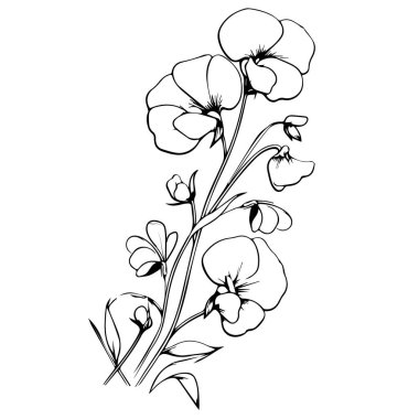 Çocuklar için boyama sayfaları, Kolay Bezelye Çiçeği Sanat Elleri çizim çizimi, sanatsal Tatlı Bezelye çiçeği demeti el çizimi kalem çizimi, soyutlanmış gerçekçi çiçek boyama sayfaları. Basit çuha çiçeği çizimi