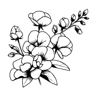 Tatlı bezelye, elle çizilmiş çiçek elementi. Tatlı bezelyelerin vektör çizim buketi, güzel çizim sanat tatlı bezelye çiçeği dövmesi, yetişkinler için boyama sayfası botanik tatlı bezelye çizimi, mor bezelye çizimi mini dövme tasarımı