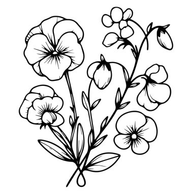 El yapımı Tatlı Bezelye Çiçeği Çizimi ve Botanik Çizimi, tatlı bezelye çiçeği çizimleri, tatlı bezelye çiçeği dekoru, bedava bezelye çiçeği deseni, çiçek boyama sayfaları el çizimi. Vektör çizimi. ve botanik çizimleri