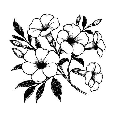 Kalem sanatı taze Allamanda katarka çiçeği, Minimalist menekşe dövmesi tasarımı, Allamanda katalizörü yetişkinler için çiçek çizgisi sanat kitabı, ayrıntılı çiçek boyama sayfaları yaprak ve çiçek vektör ilülasyonu ile çizilebilir