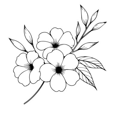 Beyaz arka planda izole edilmiş el boyası Allamanda katarka çiçek çizimleri, oymalı mürekkep sanatı çiçek boyama sayfaları ve el yazısıyla çizilmiş çiçekler için kitaplar ve beyaz arkaplan vektör ilüstrasyonunda izole edilmiş yapraklar..