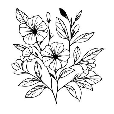 El çizimi botanik yaz unsurları Allamanda katartik çizgi sanat boyama sayfası, kolay çiçek çizimi. Vinka çiçek sanatı, Periwinkle çiçeğinin ana hatları daha aşağı ve yaprağın bahçesi Allamanda katartik çiçek boyama sayfası