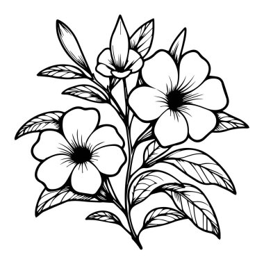 Allamanda katartik botanik çizimi, allamanda katartik vektör sanatı, allamanda katartik çizgi çizimleri, allamanda katartik duvar dekoru, allamanda katartik bahçe vektör ilülasyon tasarımı beyaz arka plan çiçekleri üzerinde izole edilmiş