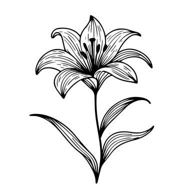 Vadi çiçeği bitkisel illüstrasyonundan zambak, Vadi çiçeğinin zambağı, vadideki çiçeğin zambağı çiçek dekoru, vadideki çiçeğin zambağı, el çizimi, beyaz bir çiçek deseni üzerine izole edilmiş, el yapımı vektör çizimi.