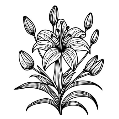 Valley Line Art 'ın beyaz arka planında el yapımı zambak çiçeği. Lily of the Valley ana hatlarıyla İllüstrasyon, Mayıs Doğum Ayı Çiçeği. Vadideki Lily çiçeğinin ana hatları beyazlar içinde izole edilmiştir. El boyaması vadi zambağı.