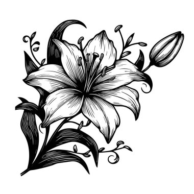 Zambak çiçekleri ve yapraklar. Vektör çizimi. Vadi Zambağı çiçek çizimleri. Siyah ve beyaz, beyaz arka planda çizgi sanatı var. El Çizimi Botanik Çizimleri, doğum ayı çiçek çizimi, çiçekli çiçekli zambak çizimleri,