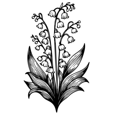Vadi çiçeğinin Lily 'si çizim çizimi, çizim çizimi, çizim sanatıyla siyah-beyaz, vadi çiçeğinin çiçek çizimi, çizim çizimi beyaz arka planda siyah-beyaz, vadi zambağı zambağı çizimi, zambak çiçeğinin el çizimi.