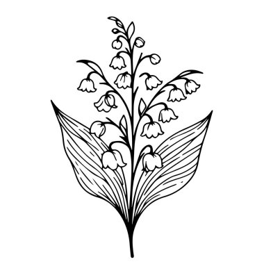 Çiçek desenli vektör desenli el çizimi bahar çiçeği çizimi, Vadi Zambağı çizimi, Vadi Zambağı çizimi, Vadi Zambağı kalemi çiçek boyama sayfaları, bedava basılabilir çiçek boyama sayfaları.