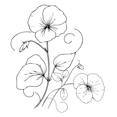 Tatlı bezelye çiçeği, tatlı bezelye çiçeği çizimi, tatlı bezelye çiçeği çizimi, tatlı bezelye çiçeği çizim sayfaları, bedava basılabilir çiçek boyama sayfaları, taze bezelye boyama sayfaları vektör siyah beyaz mürekkep çizimi