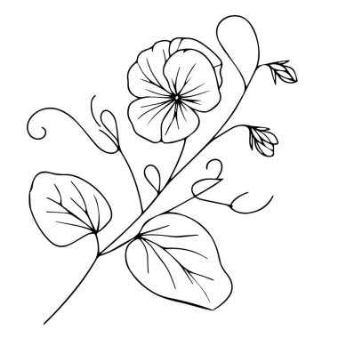 Tatlı bezelye çiçeği çizimleri, tatlı bezelye çiçekleri renksiz siyah ve beyaz çizgiler kolay çizimler, el çizimi dallar ve çiçek açan bezelye rengi sayfalar siyah ve beyaz çiçekler.